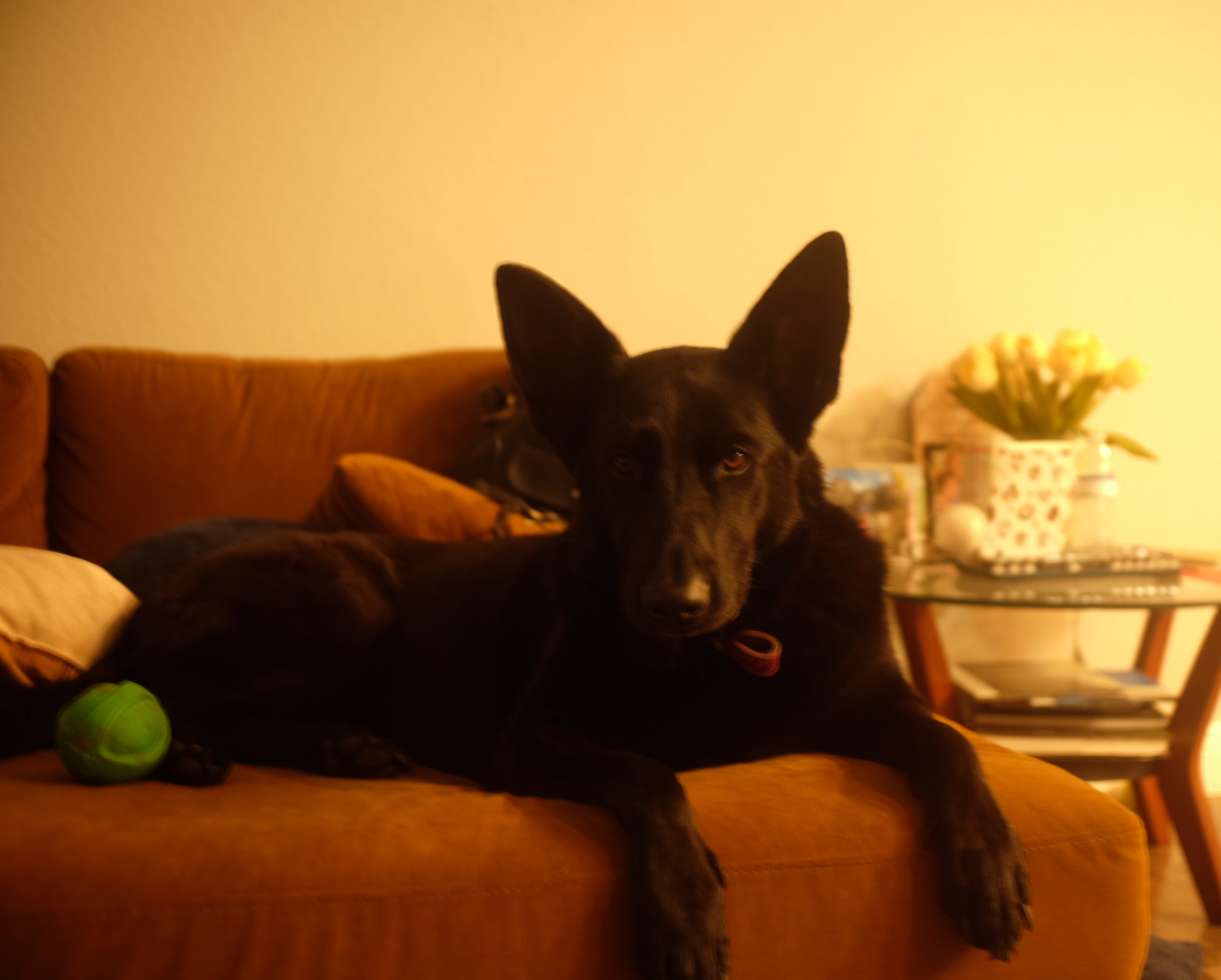 Yoru the German Shepherd relaxing